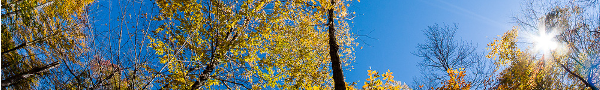 Panorama d'entête représentant des arbres fleuris en contre-plongée. Panorama d'entête représentant des arbres fleuris en contre-plongée.